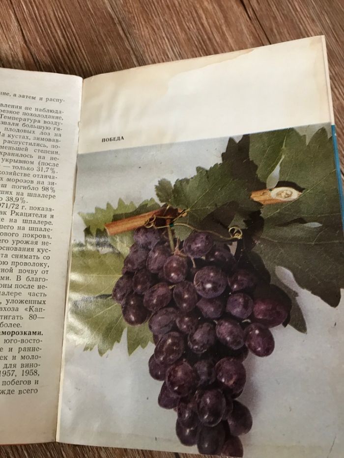 Книга пособие - Виноград Казахстана. 1976