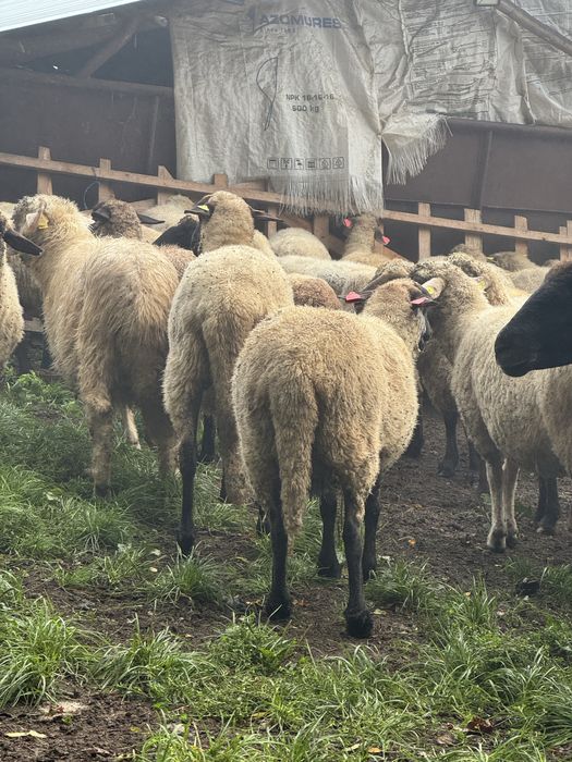 --Vand oi Țigaie---