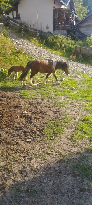 Iapa Gipsy de 5 ani  gestanta