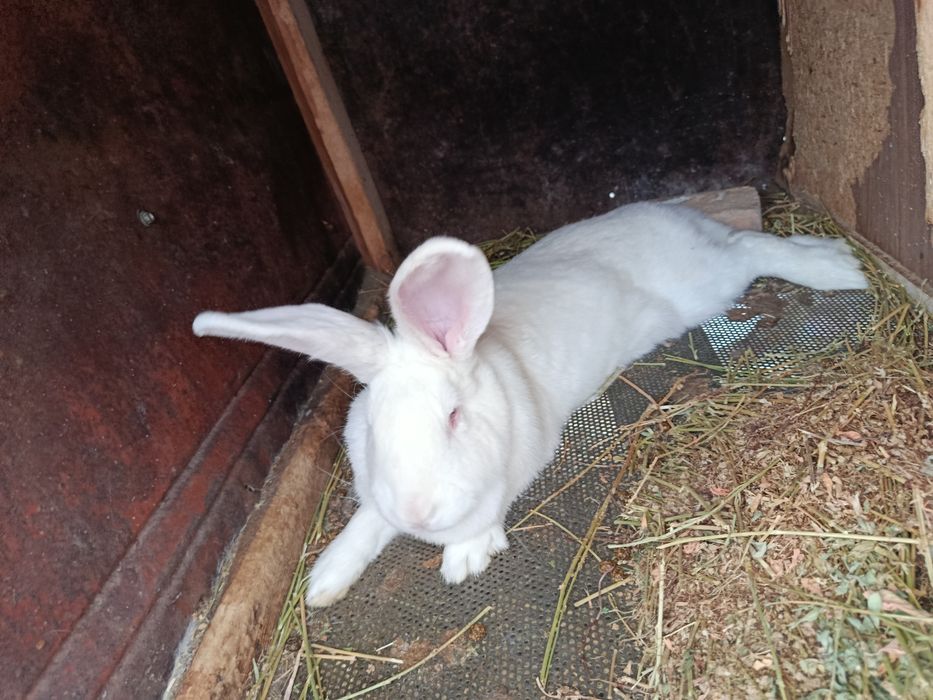 Продаю. Кроликов