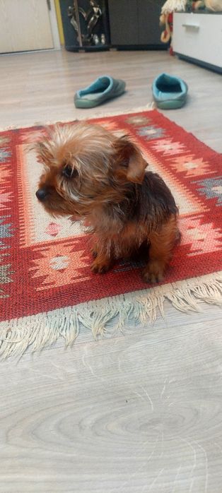 Yorkshire Terrier -fetita extramini