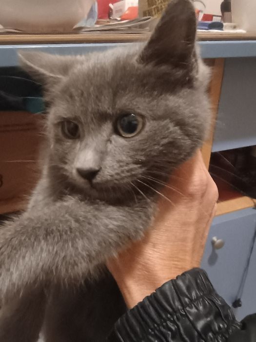 Малко котенце търси дом