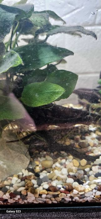 Аквариум със помпа