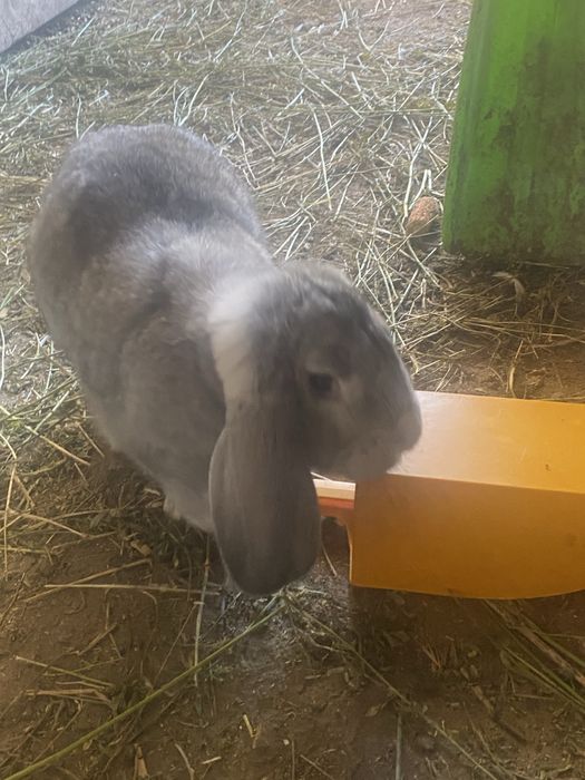 De vanzare berbec germen rasa pura