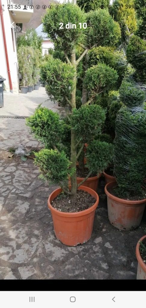 Plante ornamentale