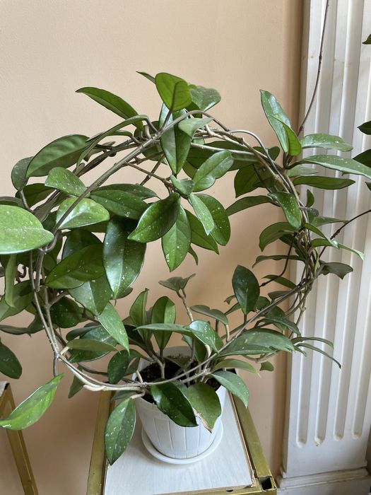 Вьюн-домашнее ростение