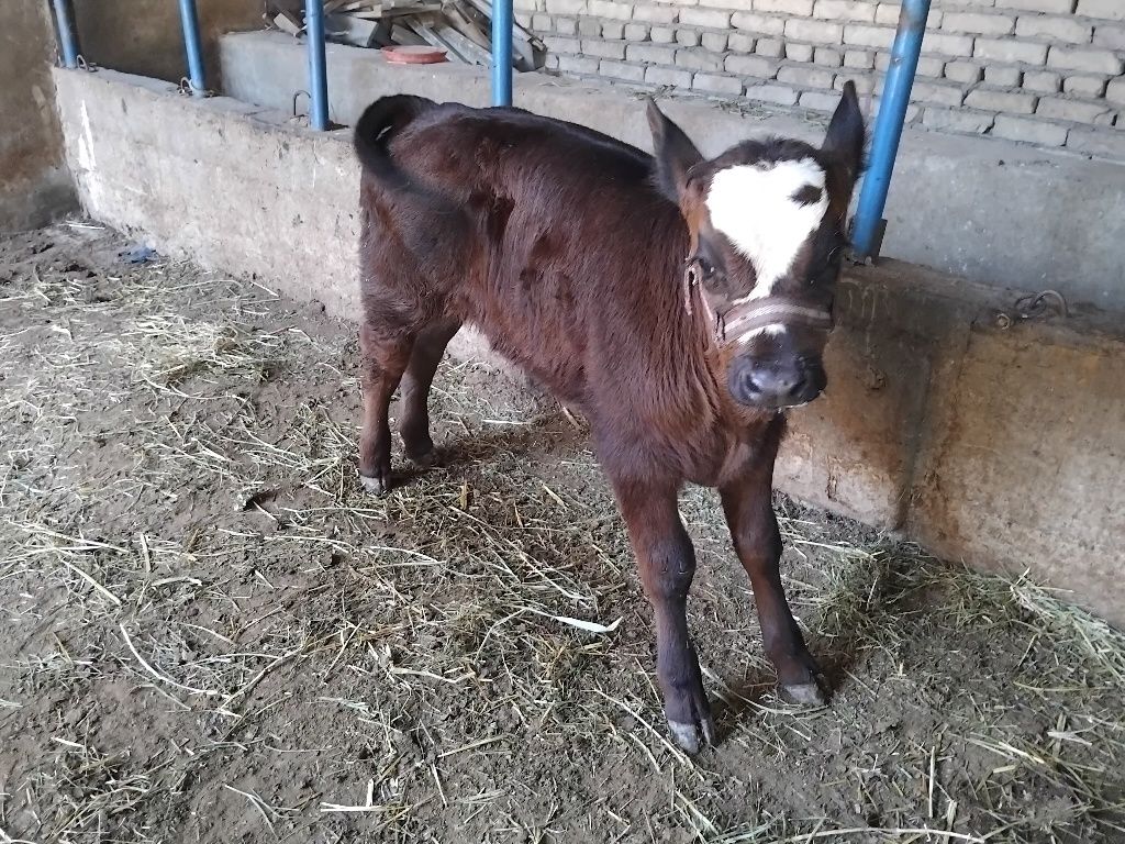 Ona bola sigir sotiladi