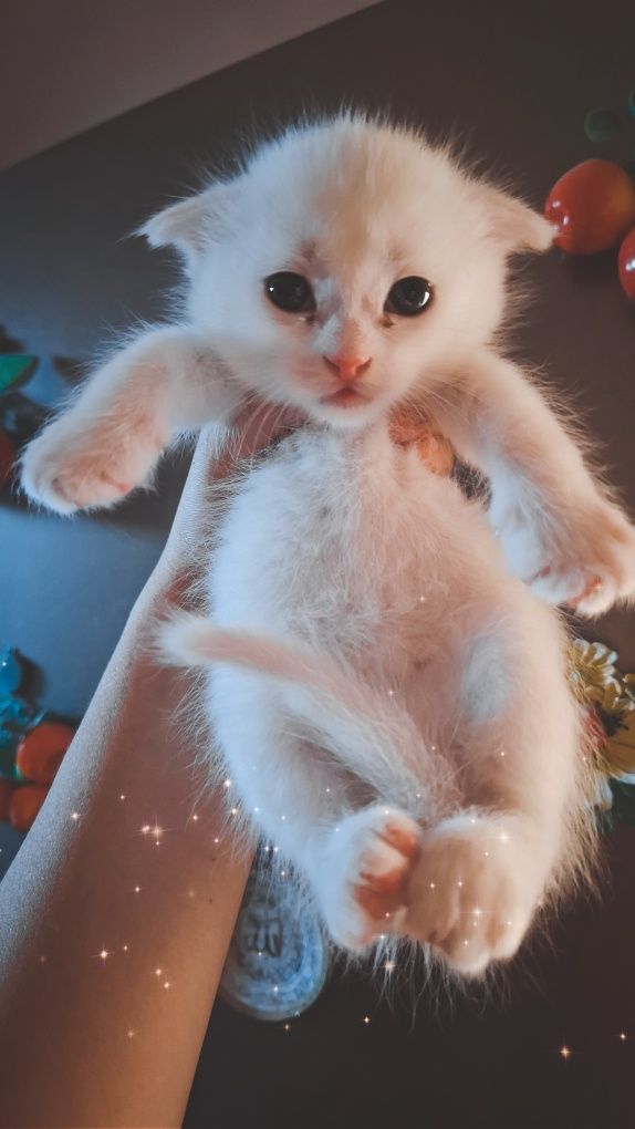 Котята на продажу