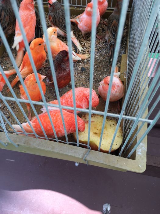 Canari de culoare si cantec