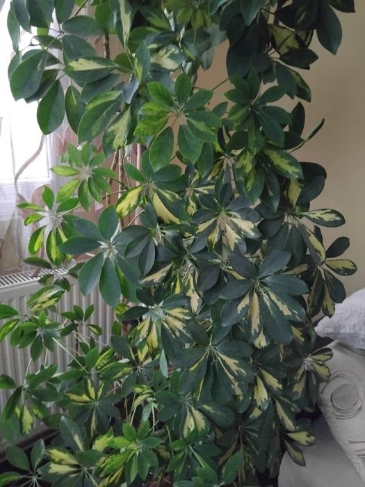 Шефлера зелено с бяло