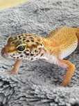 Vand Gecko Leopard