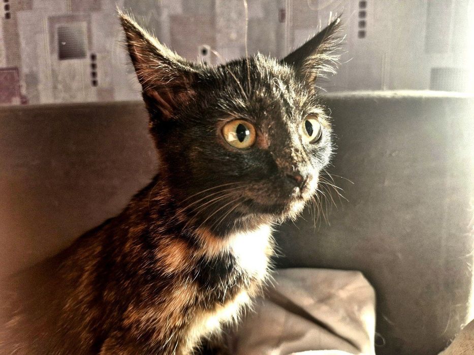 Отдам котёнка 4-5 месяцев, девочка