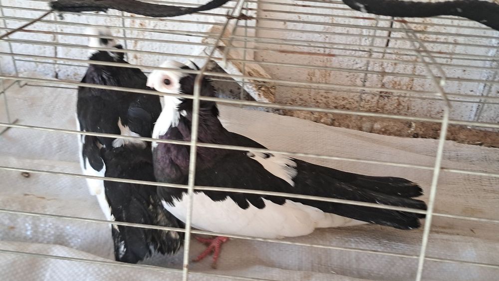 Продавам гълъби.