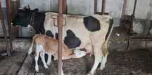 Vaca, vițel și juninca