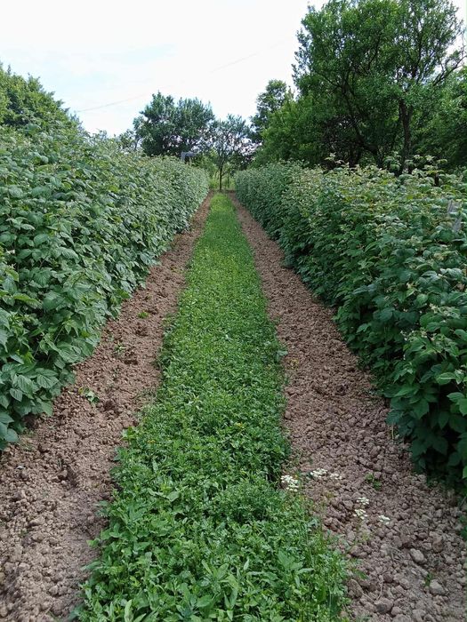 Butasi zmeura Glen Ample