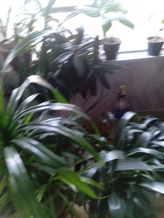 Продаются домашние и офисные цветы