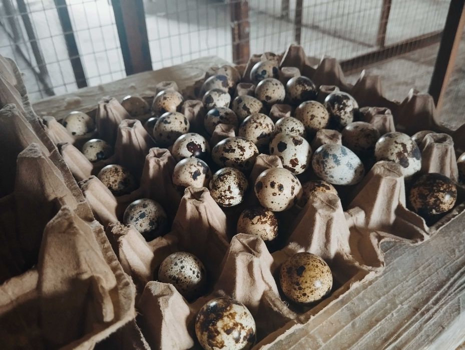 Продаём инкубационные перепелиные яйца