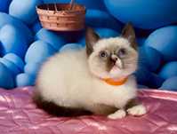Рагдол-Регдол/Ragdoll-Regdoll/