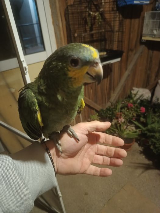 Pui blând Amazon cu fruntea albastra