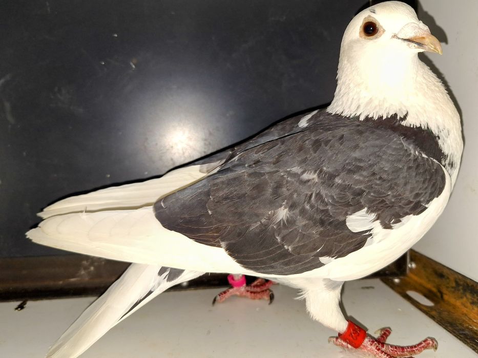 Porumbei de vânzare