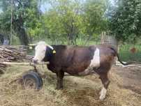 Vacă bună de lapte