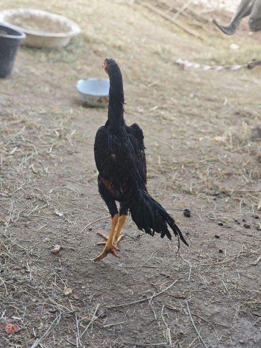 5 oylim xuruscha sotiladi