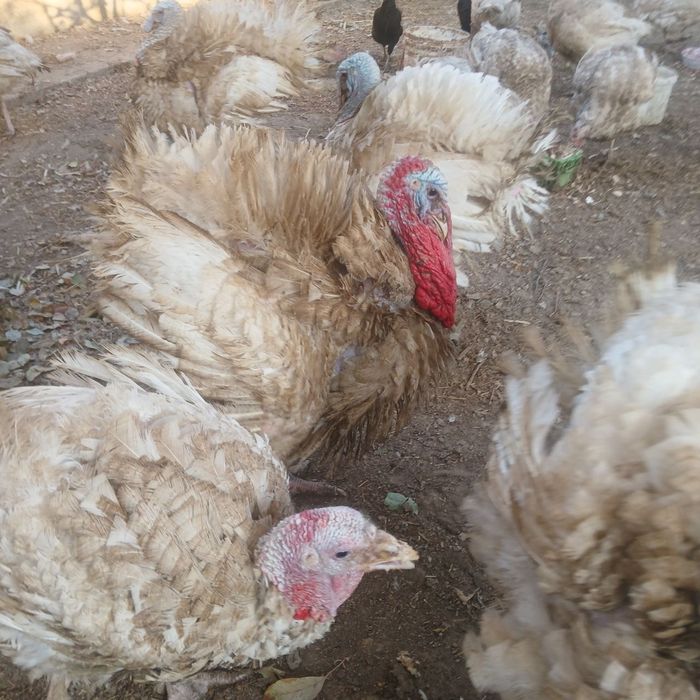 Big indug  boqilgan . Go‘shga