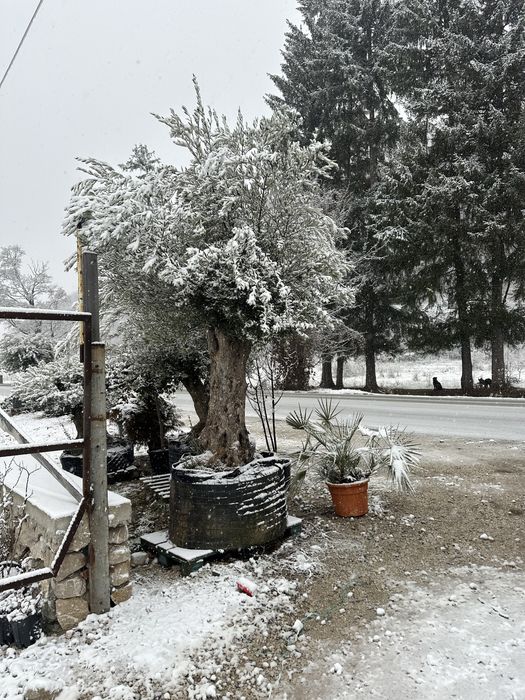 Maslini seculari plante ornanentale