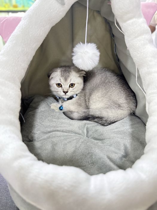 Продам шотландская вислаухая котёнок.