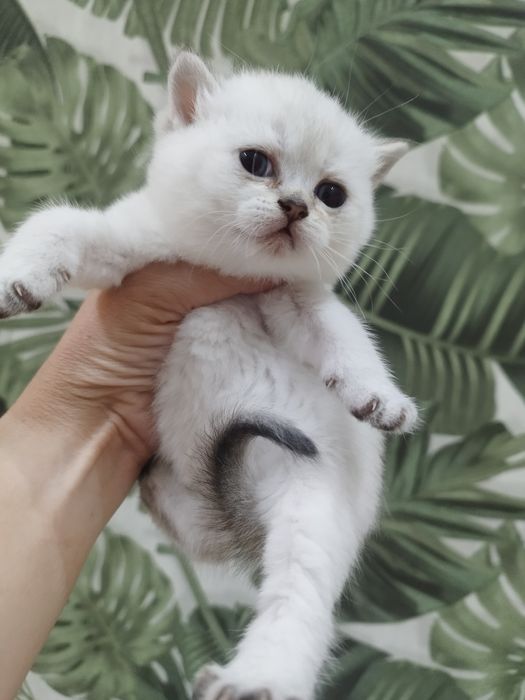 Котята золотая шиншилла