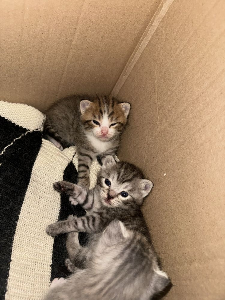 Отдаю котят ДАРОМ
