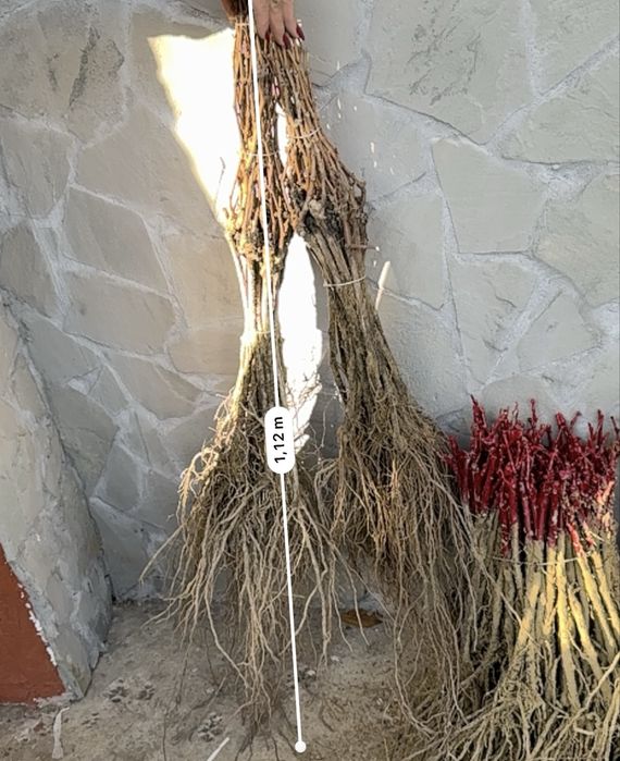 Butasi de vita de vie- Certificat fitosanitar