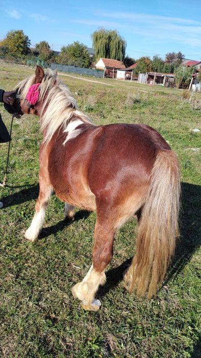 Vând ponei 5 ani