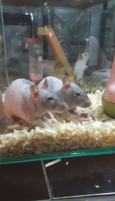 Крысы-сфинксы тёмного окраса