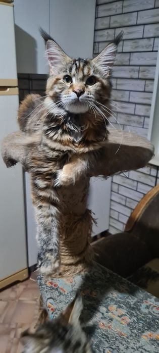 Котята мейн кун. Готовы к переезду.