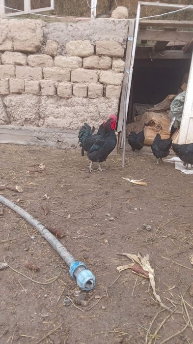 Продаётся петух.