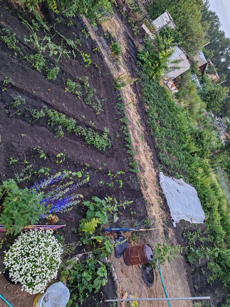Продам дачу в дачном обществе дружба