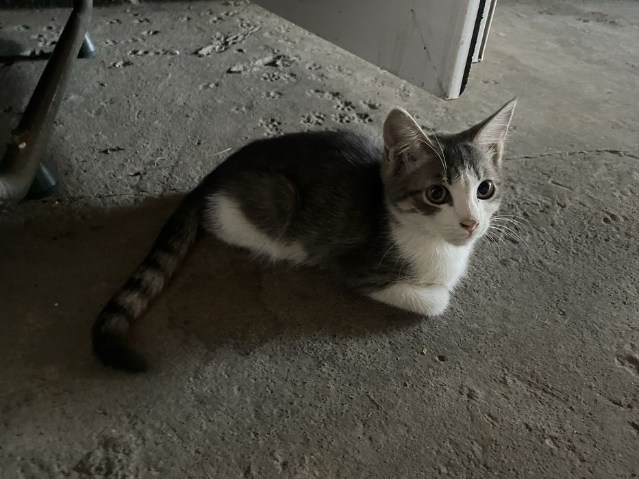 Отдам милых котят