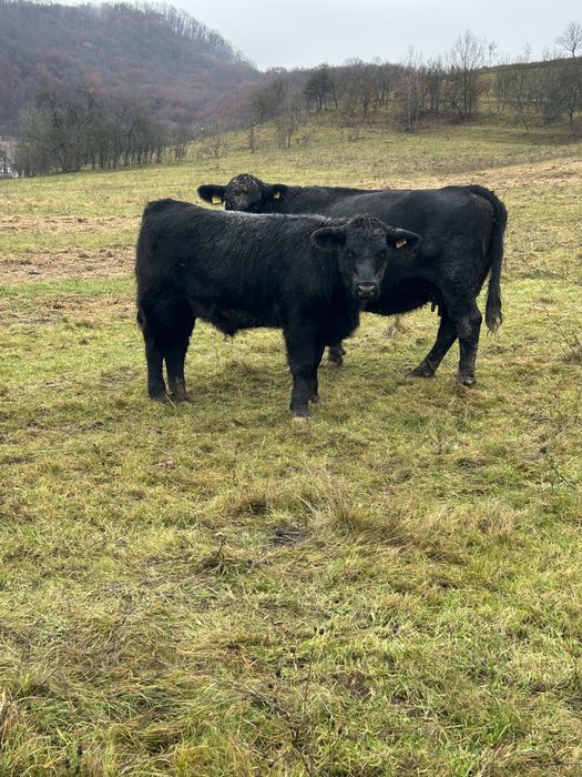 Vand 4 masculi si o femela angus