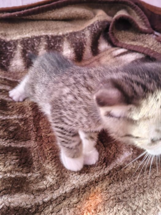 Отдам даром котят,папа сибиряк мама домохозяйка