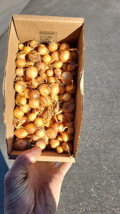 Certeficat de calitate usturoi si arpahic  pentru plantat