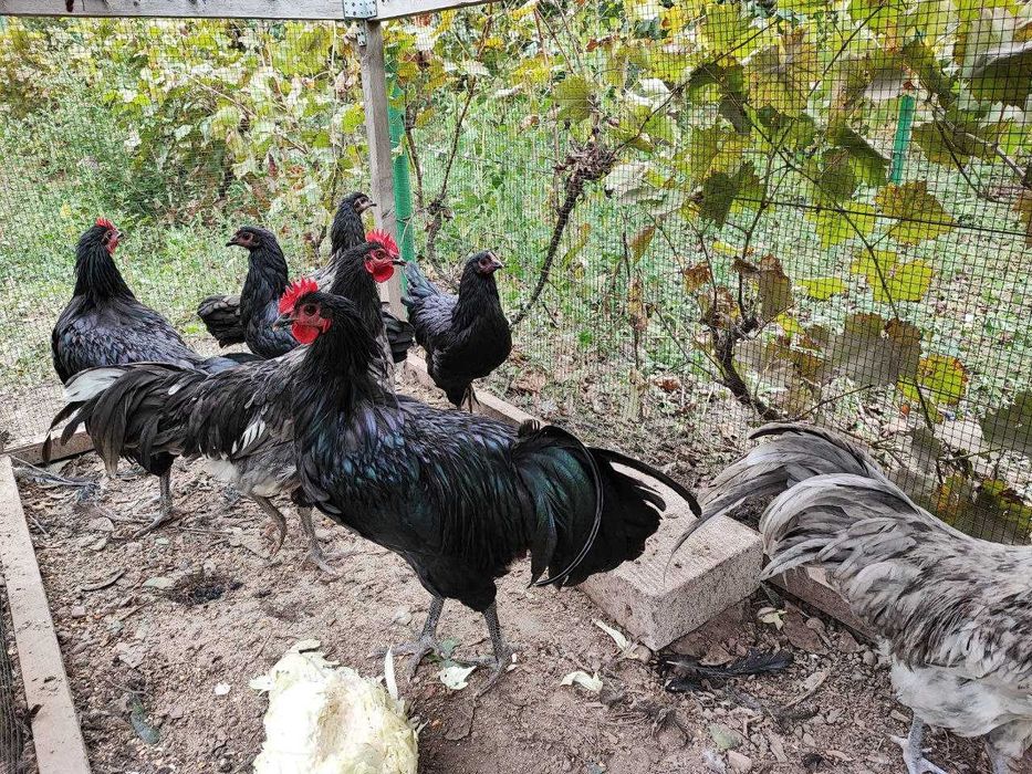 Cocoși Australorp de vânzare – 6 luni