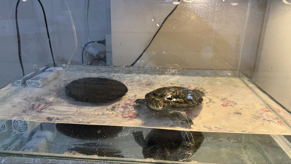 Продам  годовалую  красноухою черепаху  с аквариумом 45 л