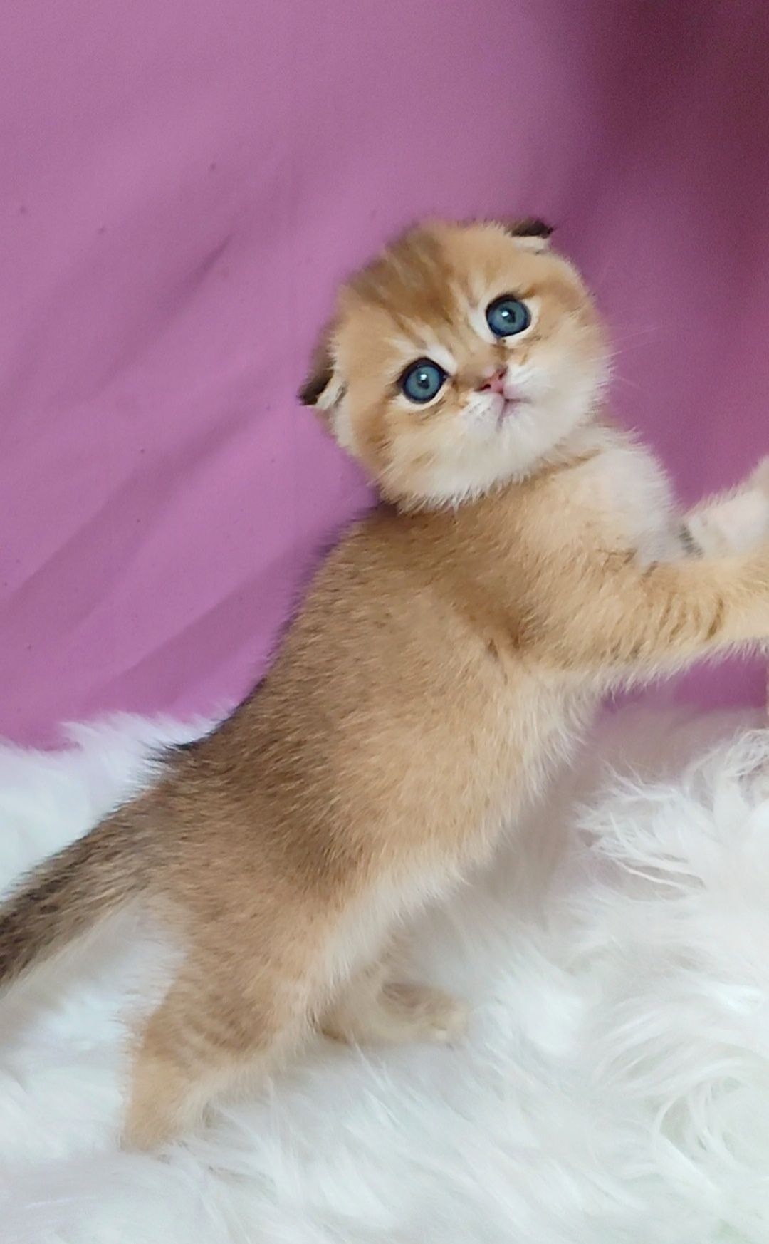 Мальчик золотая шиншилла