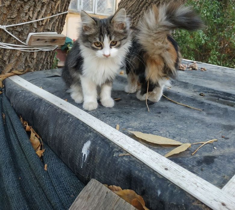 Отдам даром котят