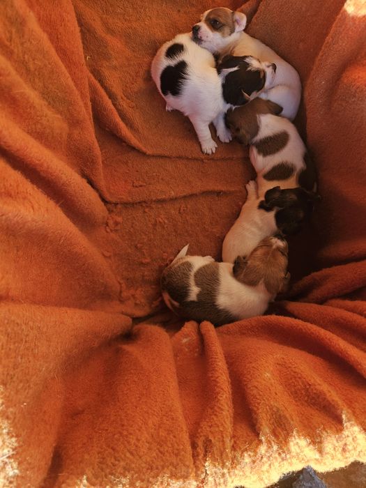 Три момичета и едно момче Джак Ръсел териер