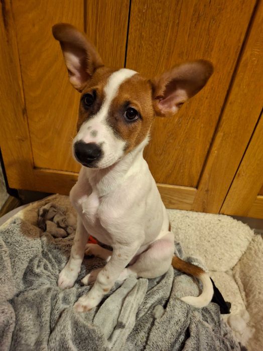 Подарявам кученце