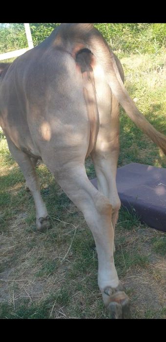 Bruna de maramures,de doi ani  la prima fatare gestanta in  6 luni.