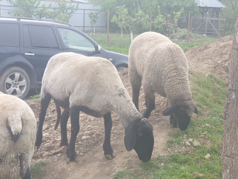 Vand oaie carabas cu mieluta langa ia si berbec sufolk original