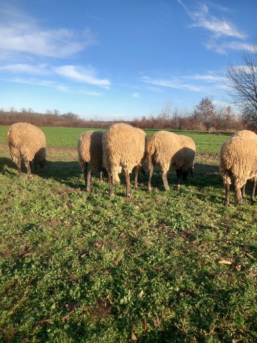 Vind berbec carabasi